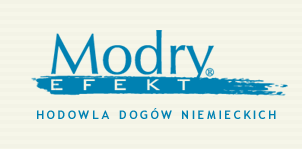 ModryEfekt - Hodowla Dogw Niemieckich